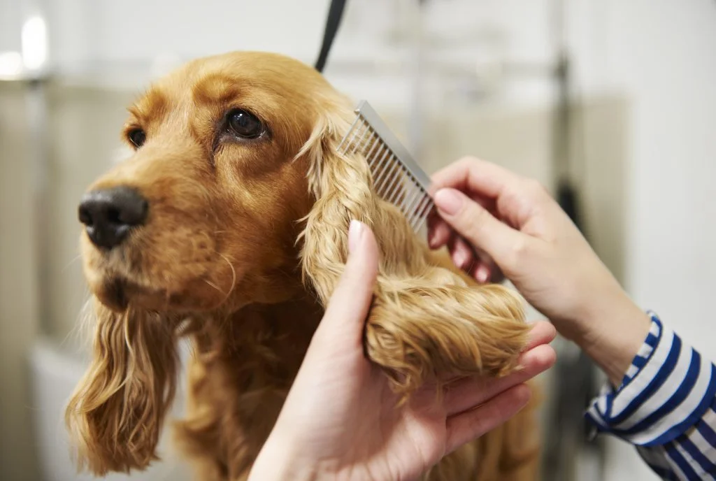 Dog Grooming At the Rich Groomer