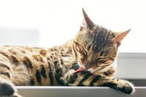 Complete Guide to Cat Care: Expert Tips from The Rich Groomer, Leading Cat Groomers in Sacramento
