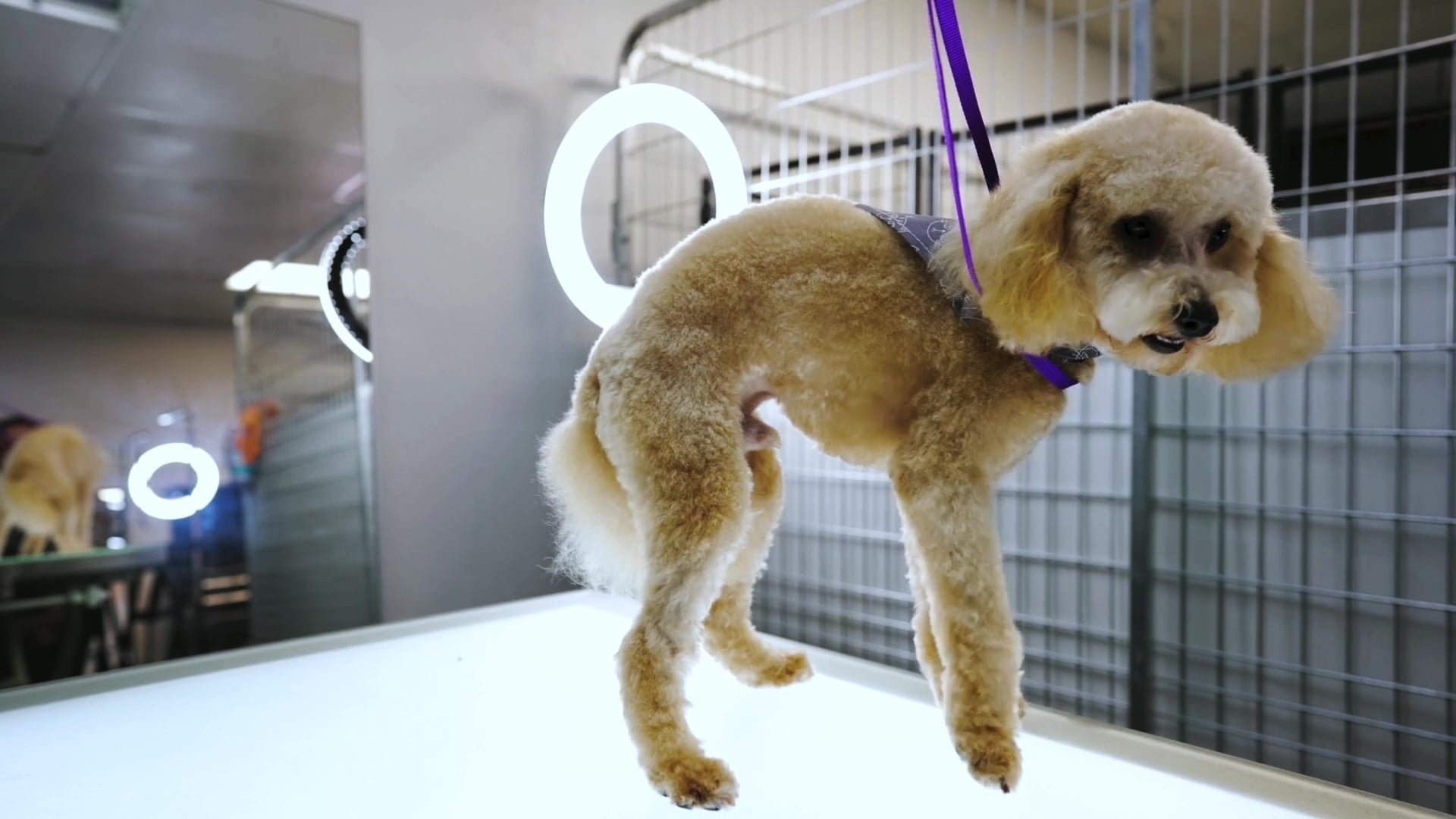 The 1 Dog & Cat Groomer in Sacramento The Rich Groomer