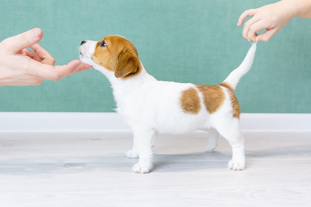 10 Essential Grooming Tips from Dog Show Experts