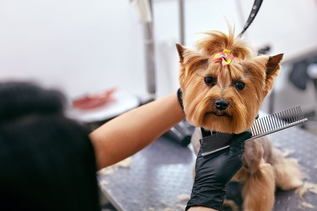 Grooming Tools and Equipment: A Comprehensive Guide to Essential Tools for Dog Grooming