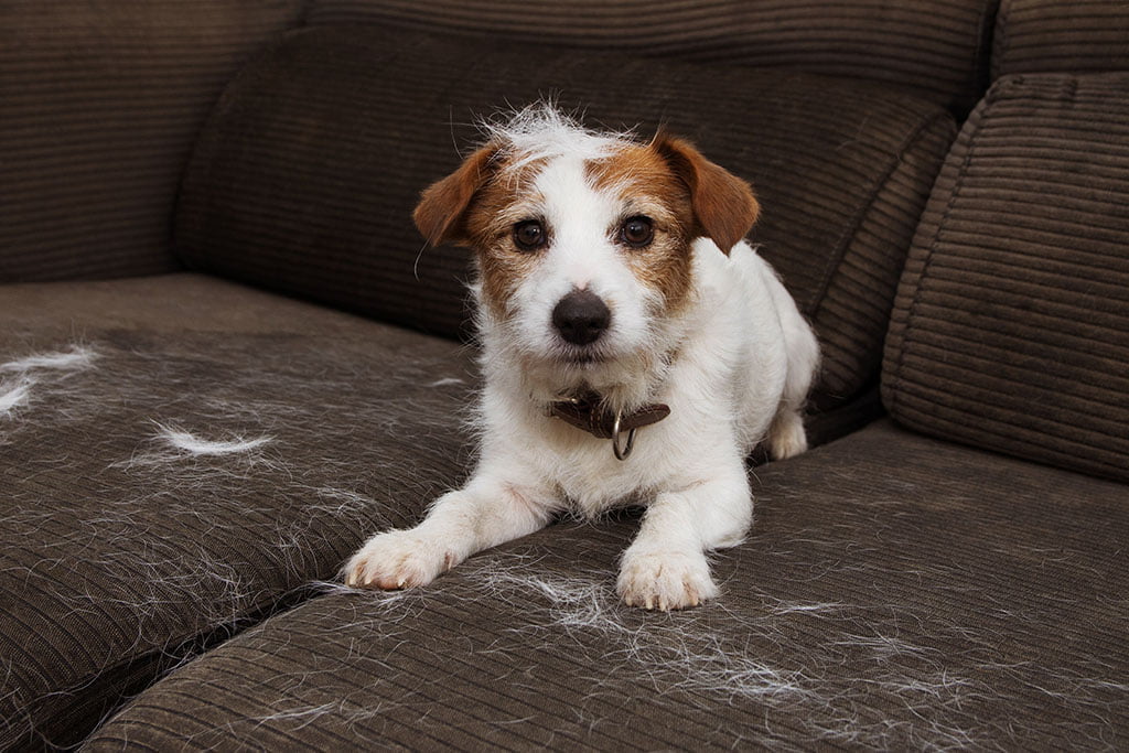 Dealing with Shedding: Effective Strategies for Managing Excessive Dog Hair