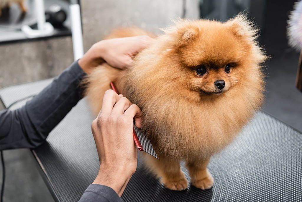 Brushing and Coat Care: Essential Tips for Dog Grooming and Maintaining a Healthy Coat