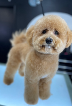 The Rich Groomer Dog Groomers in Sacramento, California