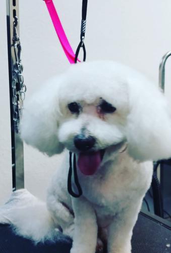 The Rich Groomer Dog Groomers in Sacramento, California