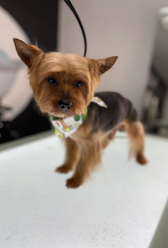 The Rich Groomer Dog Groomers in Sacramento, California