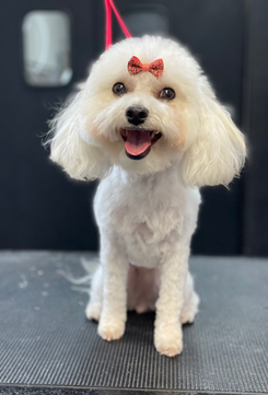 The Rich Groomer Dog Groomers in Sacramento, California