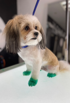 The Rich Groomer Dog Groomers in Sacramento, California