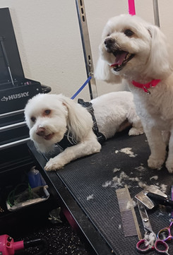 The Rich Groomer Dog Groomers in Sacramento, California