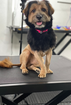 The Rich Groomer Dog Groomers in Sacramento, California