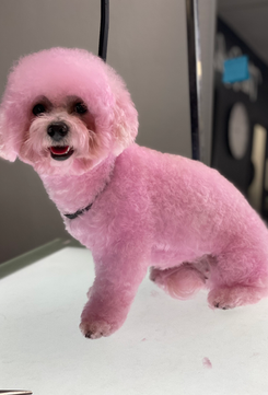 The Rich Groomer Dog Groomers in Sacramento, California