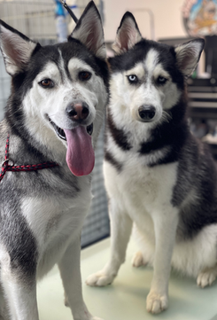 The Rich Groomer Dog Groomers in Sacramento, California