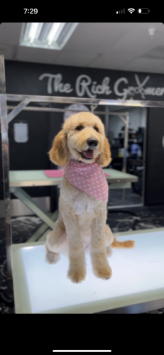 The Rich Groomer Dog Groomers in Sacramento, California