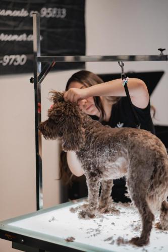 The Rich Groomer Dog Groomers in Sacramento, California