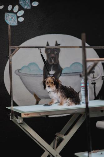 The Rich Groomer Dog Groomers in Sacramento, California